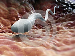 Single male sperm cell