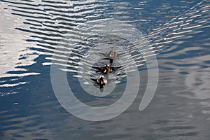 Single male and two female wild ducks or mallards medium sized waterfowl dabbling ducks swimming in a row in calm river