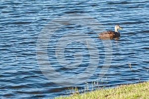 Single mallard duck swimmig, near shoreline of a tropical lake