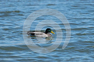 Single Mallard Duck swimming on lake