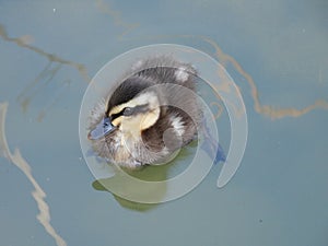 Single mallard duckling a few days old on a pond