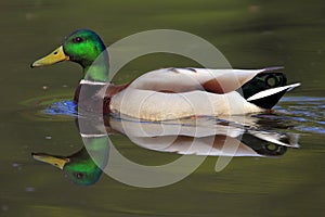 Single Mallard Wild duck on a water surface