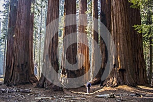 Single Man with Huge Grove of Giant Sequoia Redwood Trees in Cal