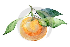 Single mandarin with leaves