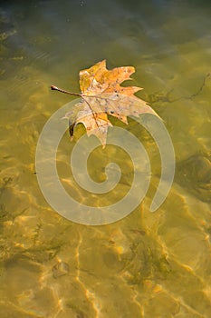 Single Maple Leaf Floating,