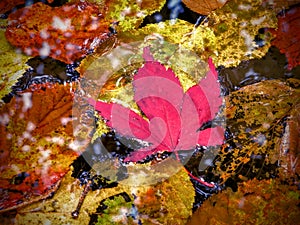 Maple leaf floating with golden leaves