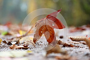 A single maple leaf on a path