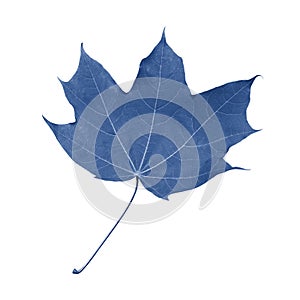 Single maple leaf with petiole isolate tinted in classic blue, fresh natural maple leaf isolated on white