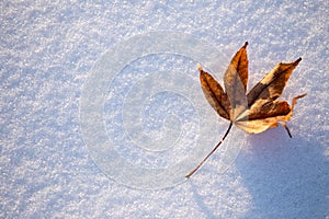Single maple leaf on the snow