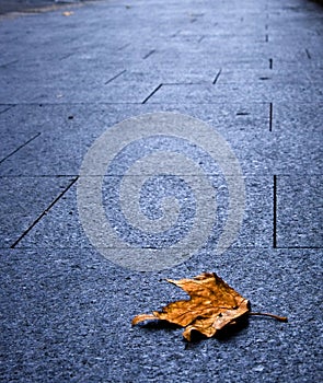 A single maple leave on city's pavement