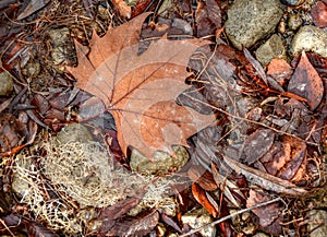 Single maple leave sitting on the shore of Osoyoos Lake