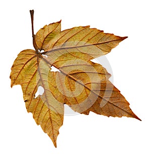 Single maple pressed leaf isolated on white background