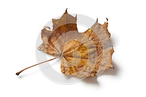 Single maple tree leaf in autumn