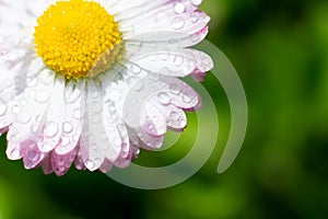 Single marguerite flower with yellow core with many wet petals with tiny water drops on blurred green bokeh background