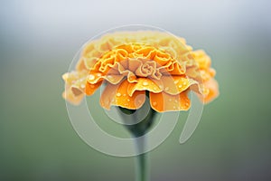 single marigold closeup with water droplets