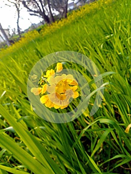 Single Marigold Flower in Nadaun Hamirpur Himachal Pradesh 10 photo