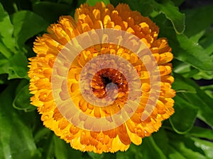 A single Marigold flower orange freshly watered. Una sola flor de calÃÂ©ndula color anaranjado, reciÃÂ©n regada. photo