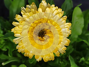 A single Marigold flower yellow freshly watered. Una sola flor de calÃÂ©ndula color amarillo, reciÃÂ©n regada. photo