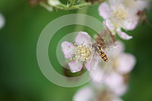 Single Marmalade Hoverfly On Blossom