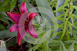 Maroon Lily Flower with Green Foliage photo
