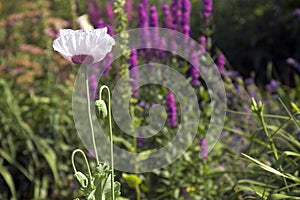 Mauve poppy