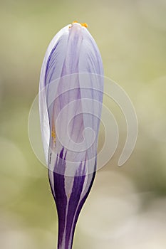 A single mauve and white crocus bud