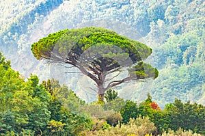 Single mediterranean pine tree growing on the top of the hill. Evergreen trees forests filling the gradient mountain range