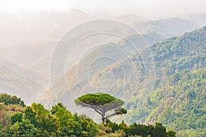 Single mediterranean pine tree growing on the top of the hill. Evergreen trees forests filling the gradient mountain range