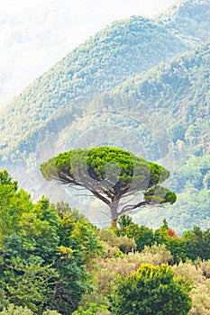 Single mediterranean pine tree growing on the top of the hill. Evergreen trees forests filling the gradient mountain range