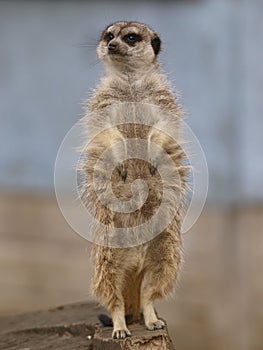 Single Meercat photo