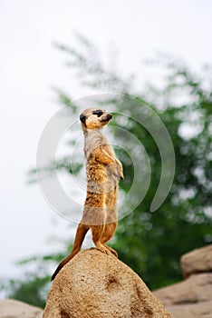 Single meerkat erected on a stone