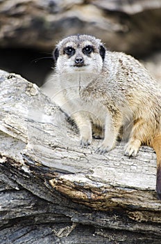 Single Meerkat Portrait