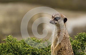 Single Meerkat portrait with green background