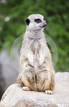 Single Meerkat Sitting on a Rock