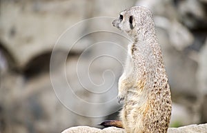 Single Meerkat Sitting on a Rock