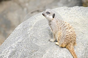 Single Meerkat Sitting on a Rock