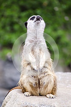 Single Meerkat Sitting on a Rock