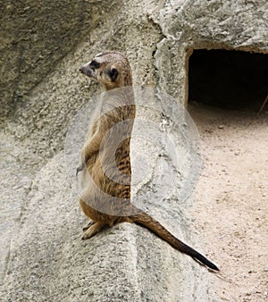 Single meerkat is standing.