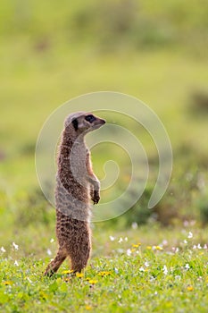 Single meerkat standing upright