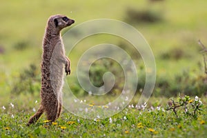 Single meerkat standing upright photo
