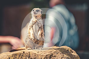 A single Meerkat stands upright at a zoo looking at tourists who pass by.