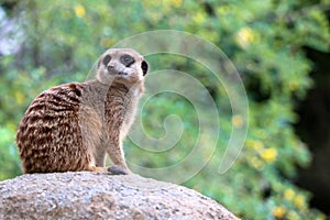 Single Meerkat Suricata suricatta or suricate.