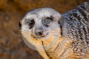 A Single Meerkat or Suricate with a Curious Look