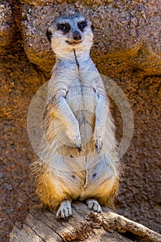 A Single Meerkat or Suricate Standing Watch for the Pack