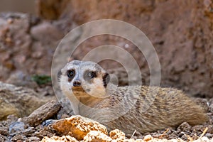 A Single Meerkat or Suricate Taking a Rest in the Shade.