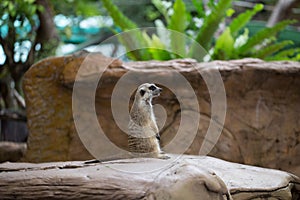 Single meerkat was standing ooking for hunter photo