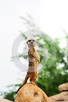 Single meerkat watchful and erected on a stone