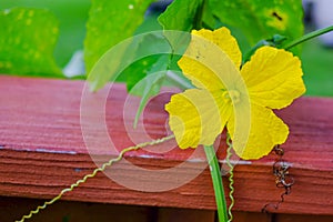 Single melon flower