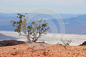 Single Mexican pinyon tree in a desert near the sea surrounded by high mountains