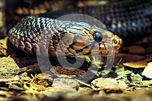 Single Middle American indigo snake - latin Drymarchon Couperi or Drymarchon melanurus - known also as Blacktail cribo natively